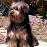 Caring Pet Sitter in Phoenix