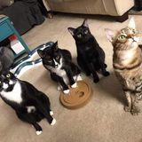 Cat Sitter Wanted in Lake Alfred