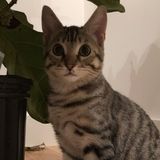 Hiring: A Part Time Parent for a Sweet Kitten