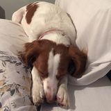 Pet Sitter