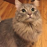 Pet Sitting Wanted in Morgantown