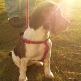 Pet nanny, pet sitter, pet walker!