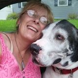Quality pet sitting in your home. Excellent references. 30 years experience with dogs and cats. Please call or text Julie at