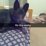 I would be a great dog walker/sitter