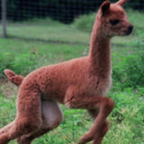 Alpaca Care