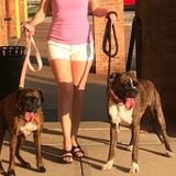 Dog sitting, cats sitting, overnight sitting, walking and much more
