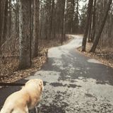 Available For Edmonton or Spruce Grove Pet/house sitting jobs