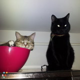 Very friendly cat sitter/dog walker for Atlanta area
