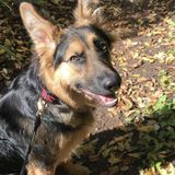 Interested In a Pet Service Provider Job in West Vancouver