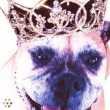 Certified Professional Dog Walker - White Rock and South Surrey