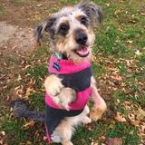 Toronto, ON Pet Sitter, Experienced Animal Shelter Volunteer