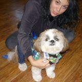 Premiere animal care