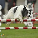Swift Dog Sports - Dog Walking - Dog Training - Pet Sitting (Licensed,Bonded,Insured)
