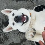 I like to take care of animals, i own 6 pets myself and I am also trustworthy