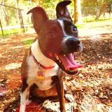 For Hire: veterinary experienced care provided for dogs, cats, birds, reptiles and more