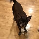 Skilled Animal Lover Needed in Snohomish to care for diabetic dogs who will be available to stay with my pets day and night.
