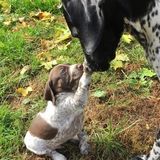 Animal lover that would love to walk, babysit or take care of your dog!