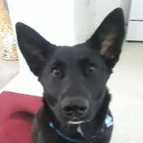 Hardworking Pet Sitter in Shawnee, Oklahoma