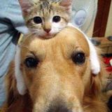 Freelance Masseur/Reliable House/Petsitter in San Antonio, Texas