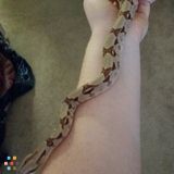 Petsit my baby redtail boa