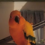 Hi! I'm isabela. I really love all animals and am in need of a job to help my mum. I can pet sit and pet walk.
