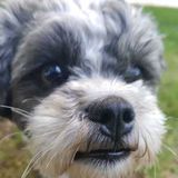 Interviewing For Stoney Creek and surrounding areas Pet Service Provider, Ontario Jobs