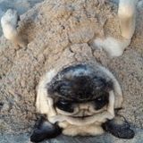 Caring and Reliable Petsitter in Burlington