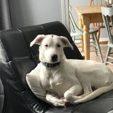 Present Pet Sitting and Overnight Care Available