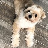 Honest Pet Carer in Bridge City, Beaumont, Nederland, Orange, and Port Arthur