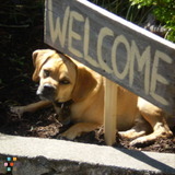 Dog Sitter Needed Dec 2 to Feb 26