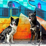 I LOVE YOUR DOG - Reward based dog training