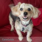 Dogs joyfully cared for in my home