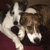 Reliable and Loving Animal Caregiver!