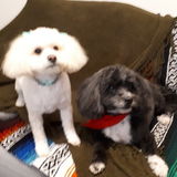 Experienced pet sitter. Worked as a Veterinary assistant. Your home or mine. References available.