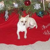 Culver City Pet Supervisor Searching for Job Opportunities