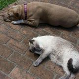 Loving Beaumont pet Sitting Professional Seeking Being Hired. I will love your fur babies