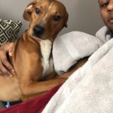 Loving Dog Walking Available Now!