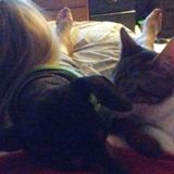 Pet Sitter/Walker