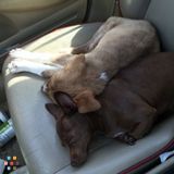Best dog sitter for your pups!
