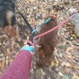 I would love to hang out with your doggo during the day!