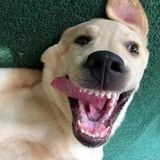 Richmond Hill Dog Walker Interviewing For Work in Ontario
