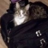 Vaughan Pet Service Provider Posting