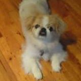 Loving Pet Sitter