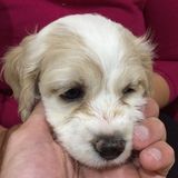 Caring pet care provider