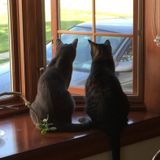 Enjoy time with kitties. Just letting you all know that we have filled the position. Thank you all for your consideration!