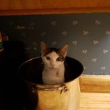 Seasoned Pet Sitting Professional for Your Home. My name is Laura Brantley. I am a past certified veterinary technician