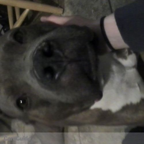 Pet Care Provider Alexis Baergas's Profile Picture