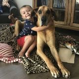Needing a pet Sitter for Great Dane :)