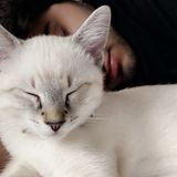 Pet Sitter in Des Planes