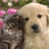 Very reliable pet sitter, would love to care for your pets